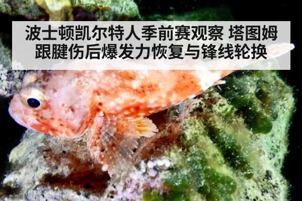 波士顿凯尔特人季前赛观察 塔图姆跟腱伤后爆发力恢复与锋线轮换